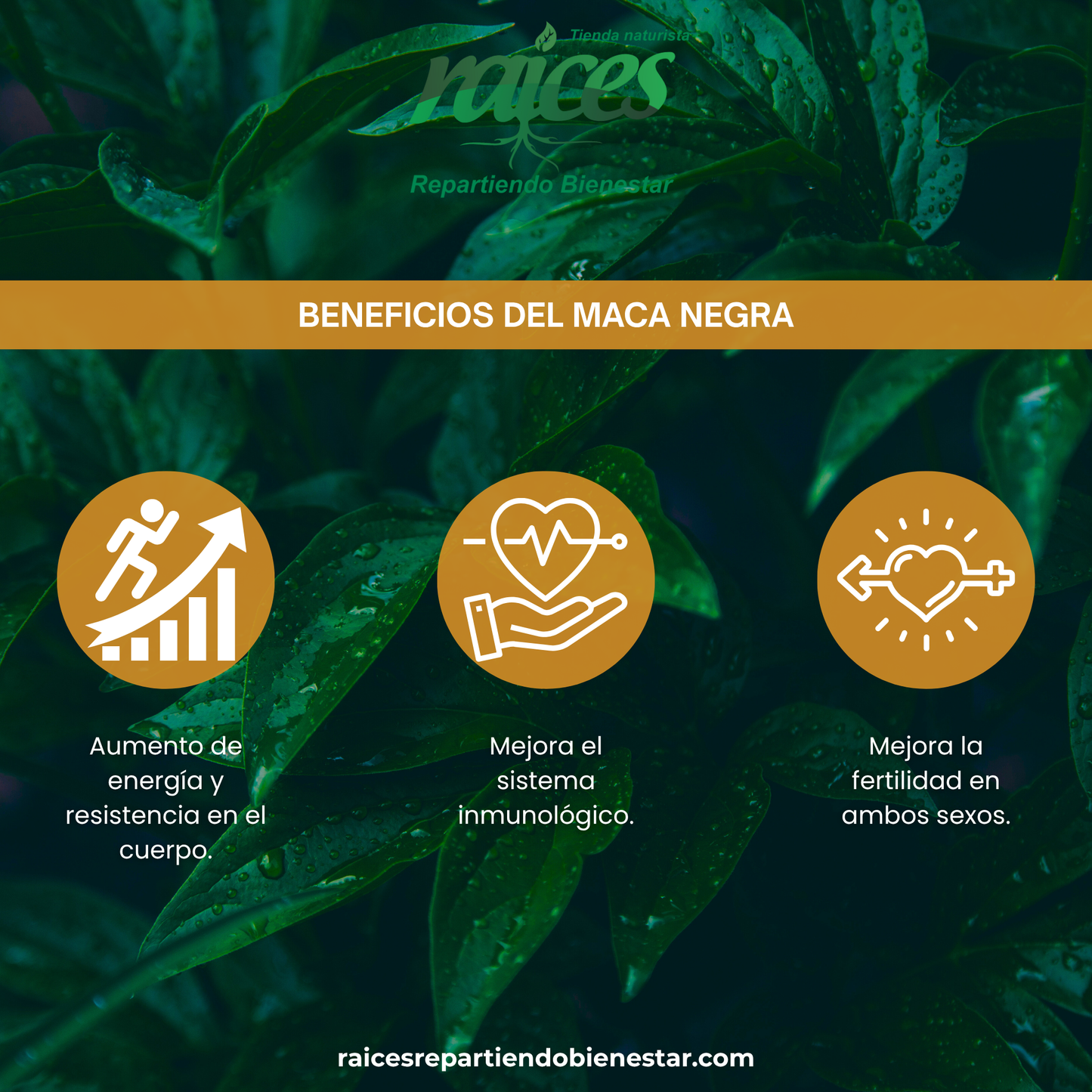 Maca Negra Oro Negro de los Andes