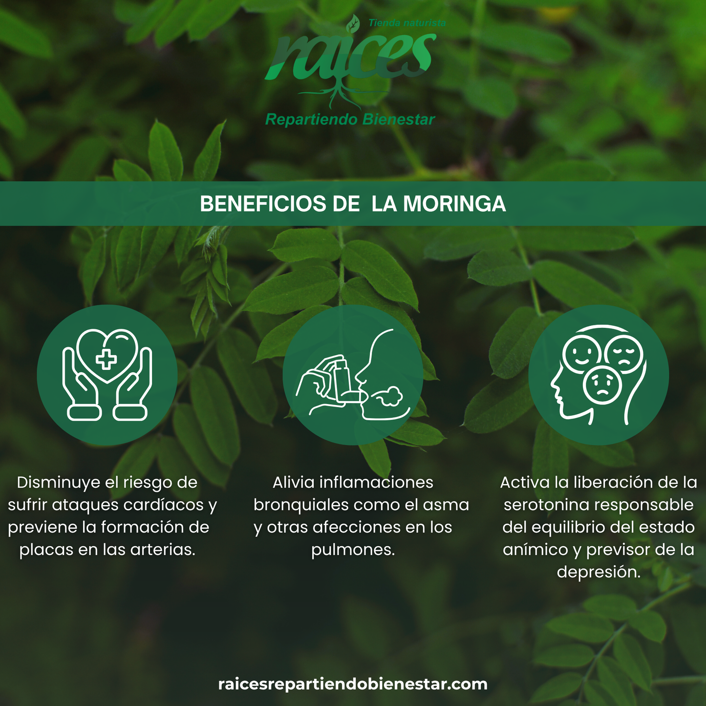 Moringa Oleífera 100%
