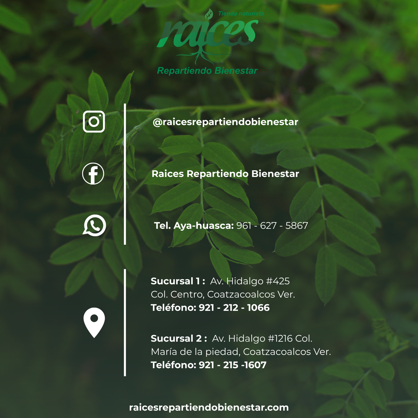 Moringa Oleífera 100%