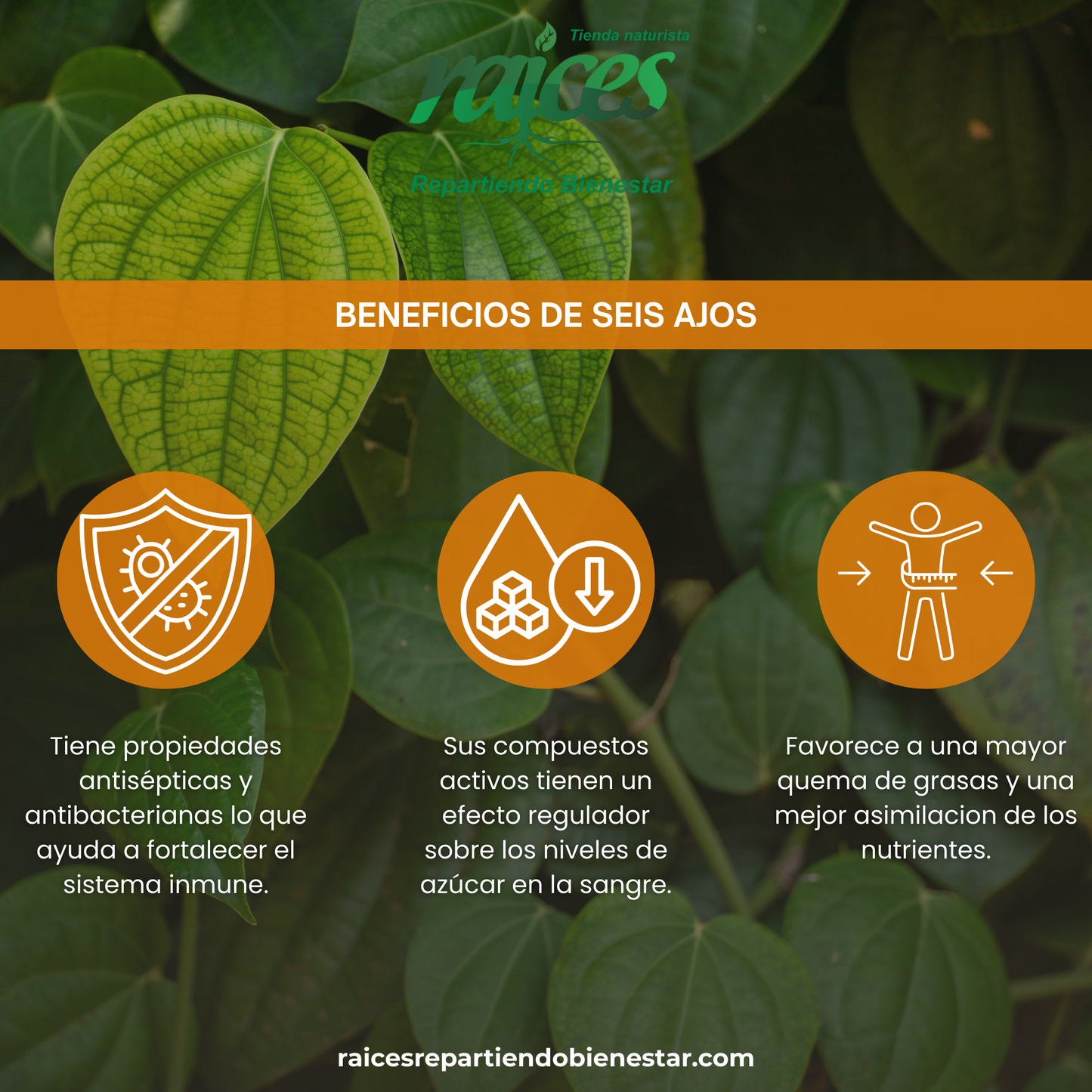 Seis Ajos reforzado con Ginkgo Biloba
